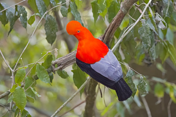ANDEAN COCK OF THE ROCK
