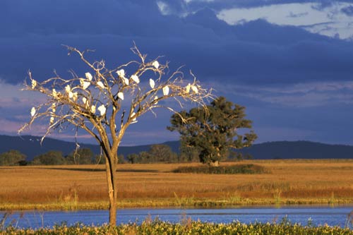 Egrets at roost