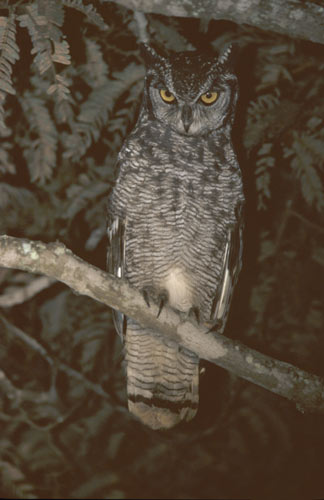 Spotted-Eagle-Owl500.jpg (30336 bytes)