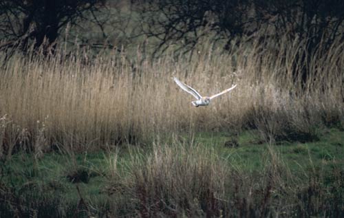 Barn Owl Hunting on the Somerset Levels