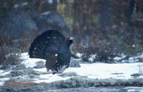 Male Capercaillie