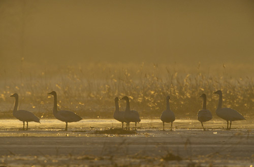 Whooper Swans at dawn