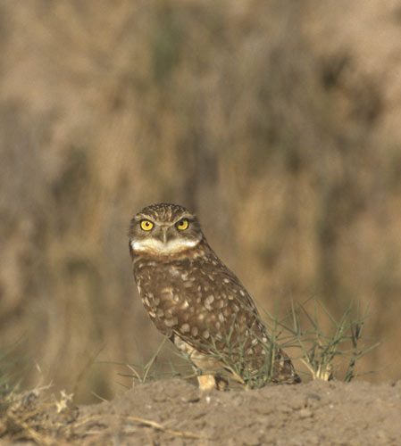 Burrowing-Owl500.jpg (30592 bytes)
