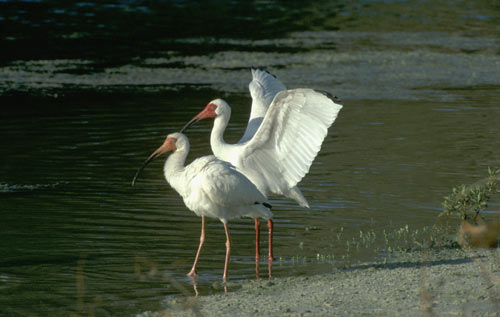 white-ibis500.jpg (30525 bytes)