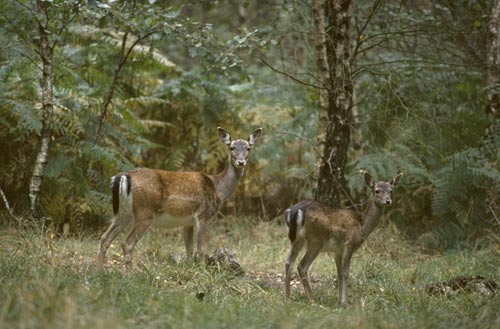 Fallow Deer and Fawn