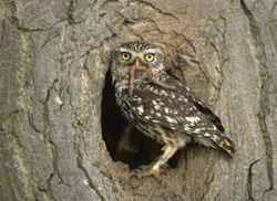 Little-Owl-male250.jpg (28053 bytes)