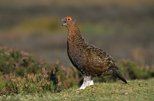 Red-Grouse calling
