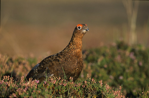 Red-Grouse in heather