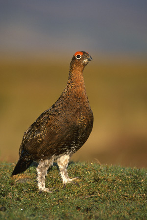Red-Grouse