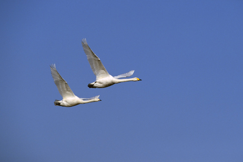 Whooper-Swans-in-flight
