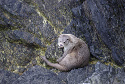 Otter, Shetland