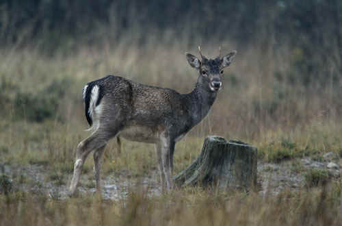 Fallow Deer pricket
