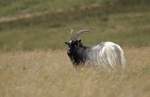 Feral wild Goat in the Findhorn Valley 