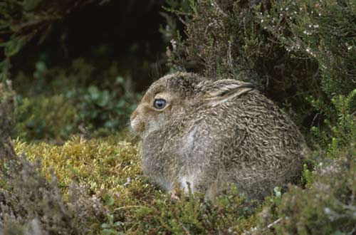 Juvenile Mountain Hare