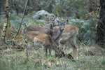 3 Fallow Deer in the Forest of Dean