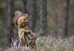 Red Squirrel at Wildshots