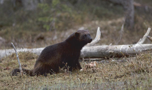 Wolverine- only approximately 100 of these in Finland