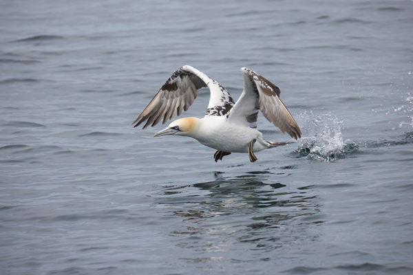 GANNET